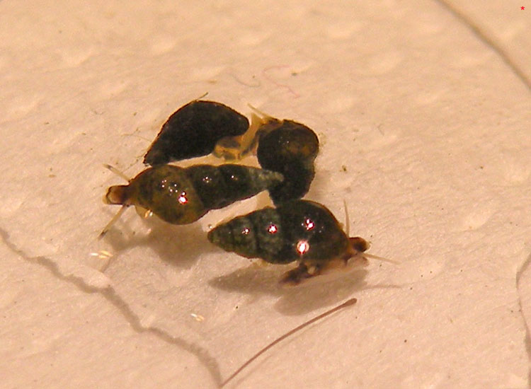 Hydrobia sp dalle Saline di Cervia